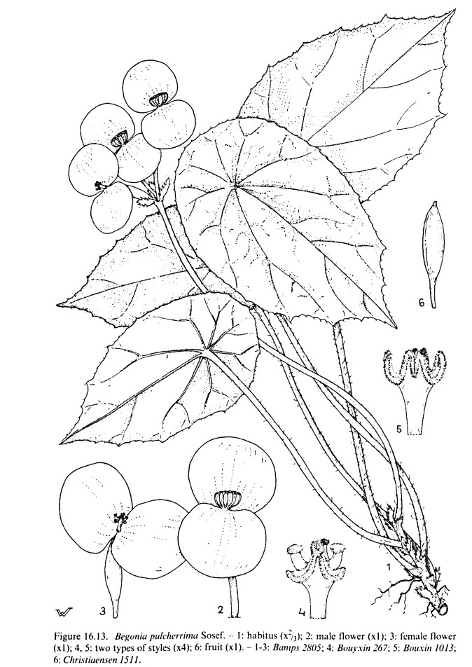 B. pulcherrima